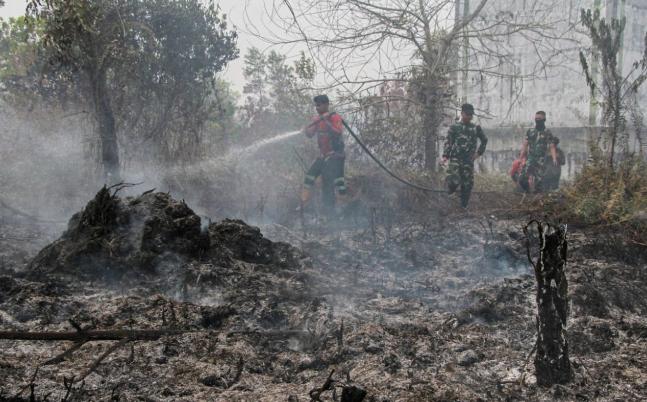 Satwa Endemik Kalimantan Terancam Punah Akibat Karhutla Berulang