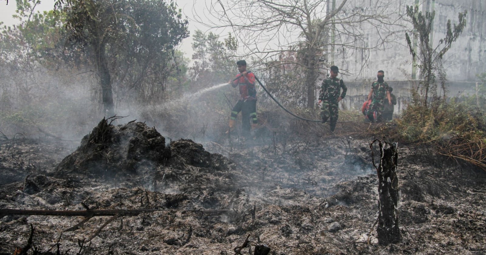 Satwa Endemik Kalimantan Terancam Punah Akibat Karhutla Berulang