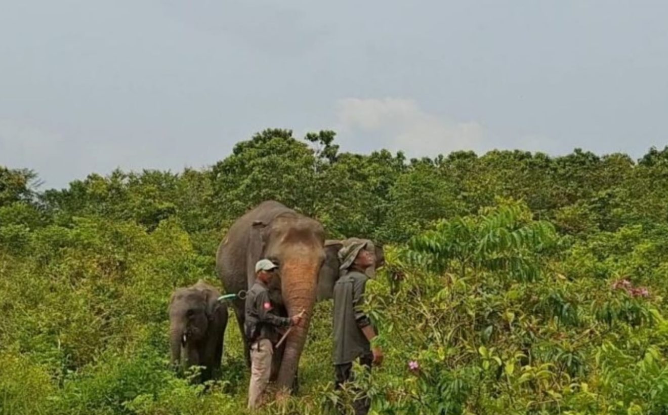 Karhutla 600 Hektare di Way Kambas Padam, Menhut Klaim Gajah Liar Aman