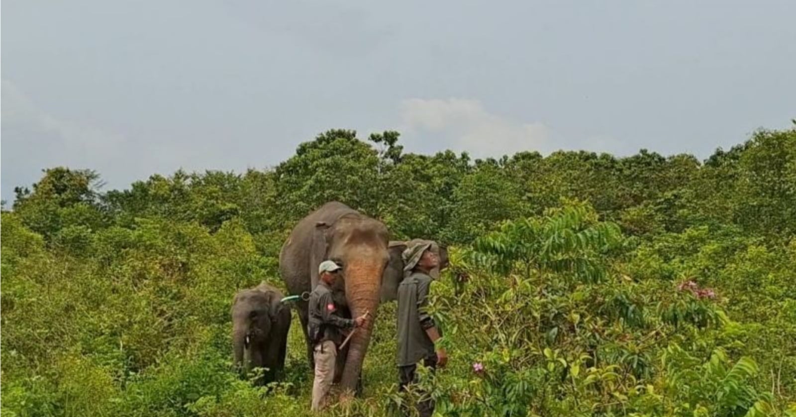 Karhutla 600 Hektare di Way Kambas Padam, Menhut Klaim Gajah Liar Aman
