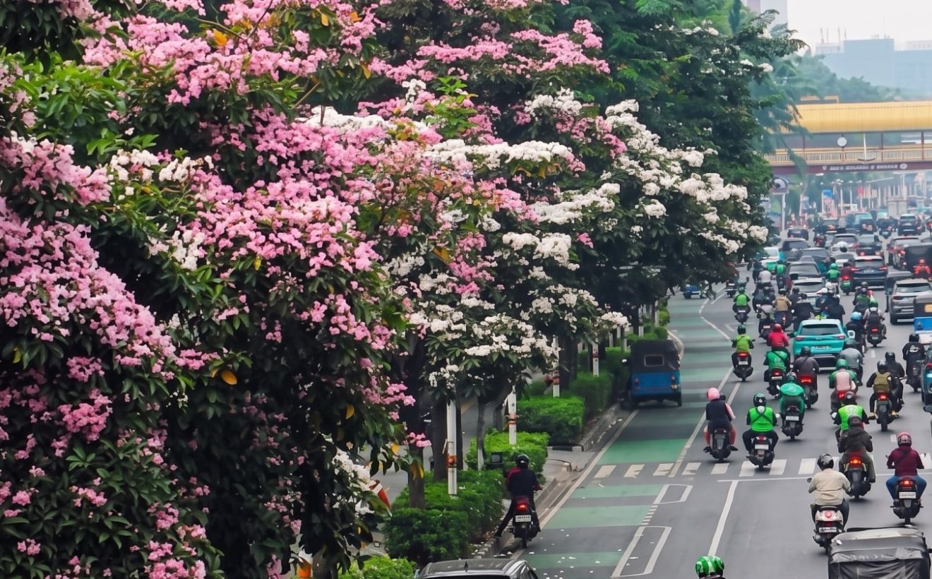 Rahasia di Balik Tabebuya Jakarta yang Mekar Saat Cuaca Terik