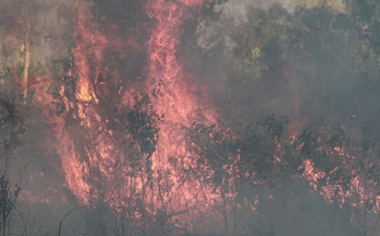 32.796 Titik Panas di Kalteng, Walhi Soroti Kerusakan Gambut dan Food Estate