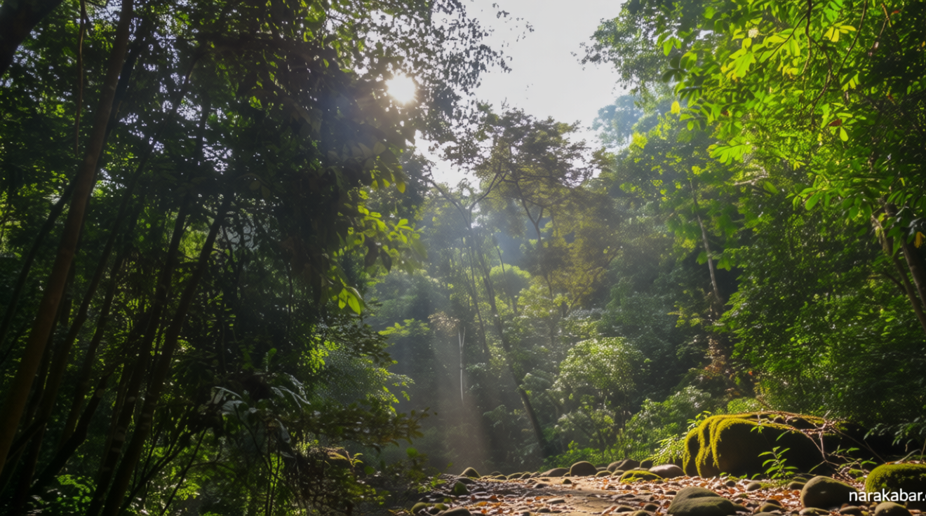 Latest Program: Hutan Tropis Dianggap Penyerap Karbon Utama, Tapi Penelitian Baru Tunjukkan Hal Berbeda
