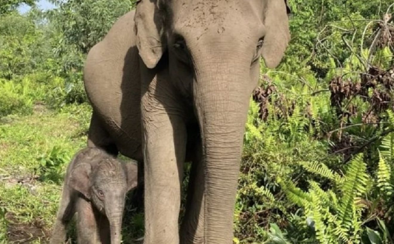 Special Plan: Menhut Raja Juli Soal Inpres Gajah: 9 Menteri Wajib Jaga Habitat Nona Seroja dan Bang Domang