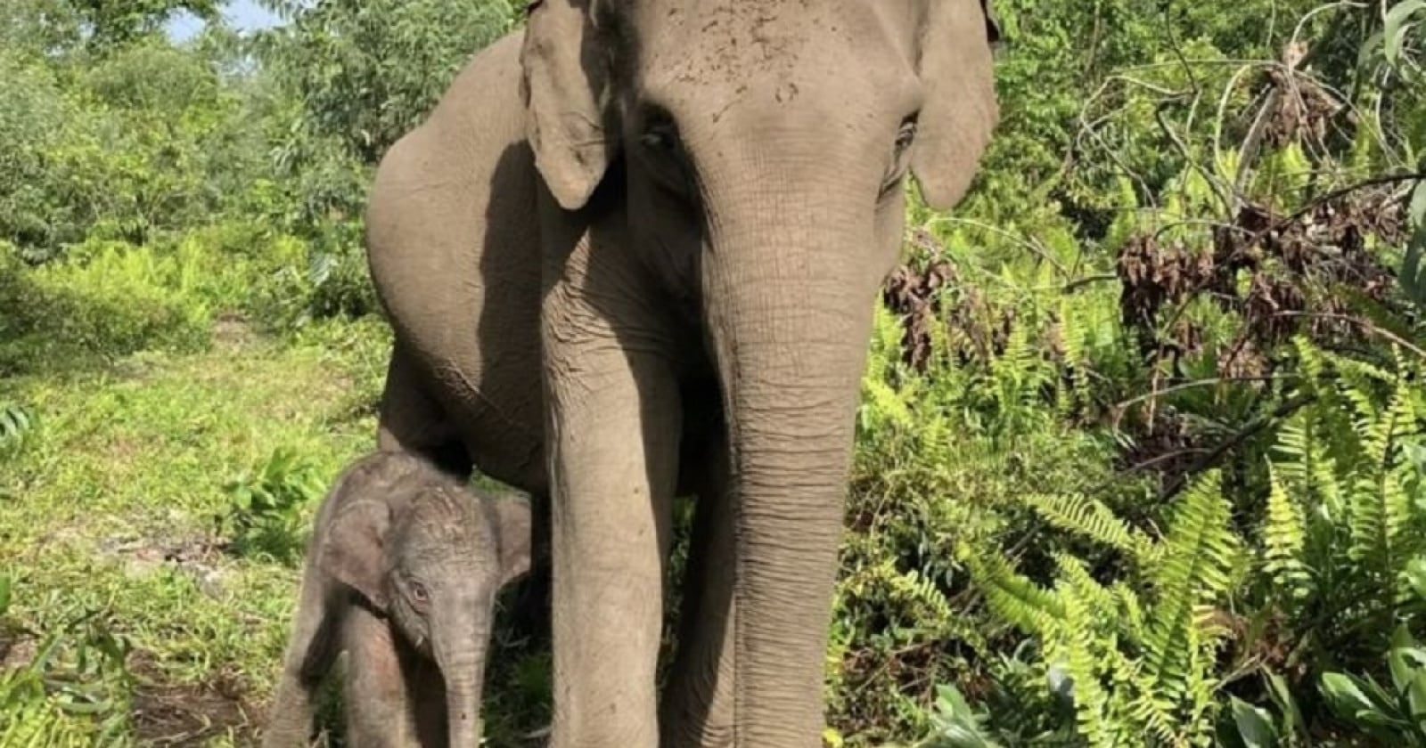 Special Plan: Menhut Raja Juli Soal Inpres Gajah: 9 Menteri Wajib Jaga Habitat Nona Seroja dan Bang Domang