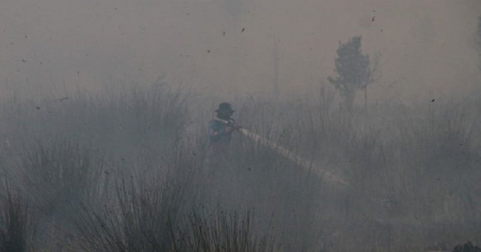 336 Karhutla Terjadi di Palangka Raya! 428,46 Hektare Lahan Ludes Selama 3 Bulan