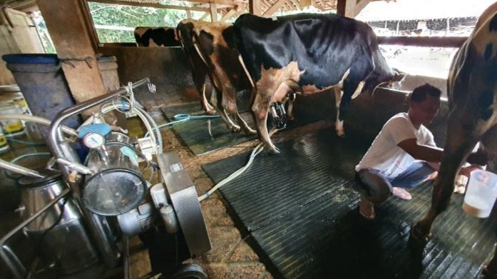 Peternak Sapi Perah Indonesia Menua, Regenerasi Jadi Tantangan Besar Industri Susu