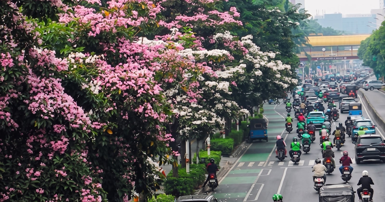 Rahasia di Balik Tabebuya Jakarta yang Mekar Saat Cuaca Terik