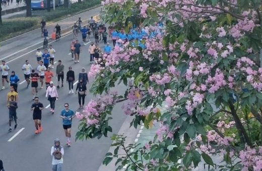 Bukan Sekadar Estetika! Pohon Tabebuya Jadi Senjata DKI Lawan Polusi Udara