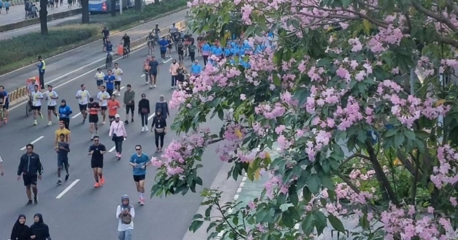 Bukan Sekadar Estetika! Pohon Tabebuya Jadi Senjata DKI Lawan Polusi Udara